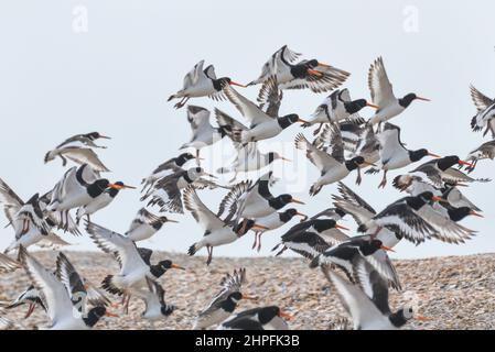 Eine Schar von Oyster Catchers, die vom Kiesstrand in Blakeney Point, Blackeney Harbour, Norfolk, England, Großbritannien, aus dem Flugzeug fliegen Stockfoto
