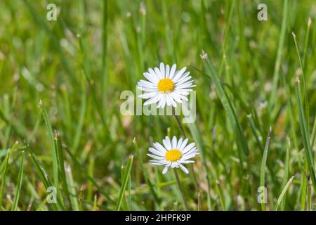 Blühende Sommer-Gänseblümchen auf grüner Wiese Stockfoto