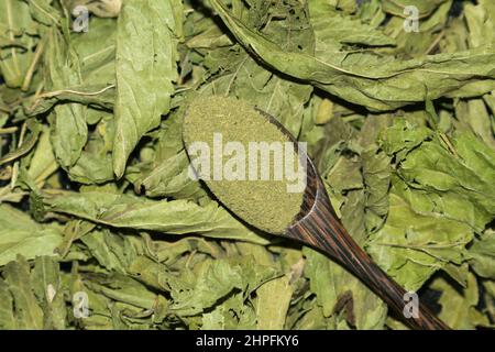 Stevia, Stevia rebaudiana, Stockfoto