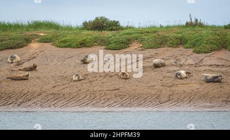 Gemeine oder Hafenrobben wurden an den Schlammufern einer Mündung am Brancaster Beach, RSPB Titchwell, Norfolk England, Großbritannien, ausgezogen Stockfoto