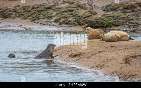 Gemeine oder Hafenrobben wurden an den Schlammufern einer Mündung am Brancaster Beach, RSPB Titchwell, Norfolk England, Großbritannien, ausgezogen Stockfoto