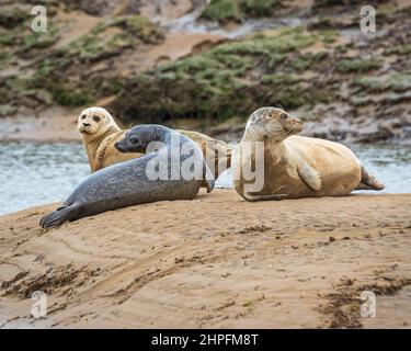 Gemeine oder Hafenrobben wurden an den Schlammufern einer Mündung am Brancaster Beach, RSPB Titchwell, Norfolk England, Großbritannien, ausgezogen Stockfoto