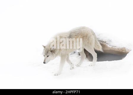 Ein einsamer schwarzer Wolf, der im Winterschnee in Kanada unterwegs ist Stockfoto