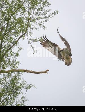 Ein Fischadler, der auf seinem Barsch in einem Baum auf der Horn Mill Forellenfarm, Oakham, Rutland, England, Großbritannien, landet, Um auf die Chance zu warten, einen Fisch im See zu fangen. Stockfoto