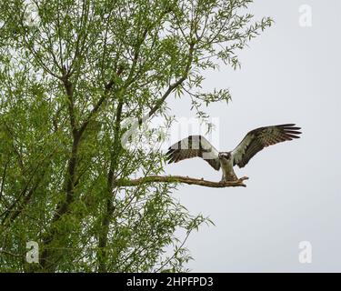 Ein Fischadler, der auf seinem Barsch in einem Baum auf der Horn Mill Forellenfarm, Oakham, Rutland, England, Großbritannien, landet, Um auf die Chance zu warten, einen Fisch im See zu fangen. Stockfoto