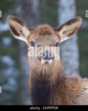 Elchweibchen isoliert vor einem weißen Hintergrund im Winterschnee in Kanada zu Fuß Stockfoto