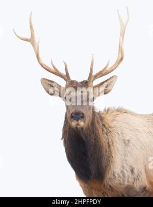 Bullenschweine mit großen Geweihen, isoliert vor weißem Hintergrund, die im Winterschnee Kanadas wandern Stockfoto