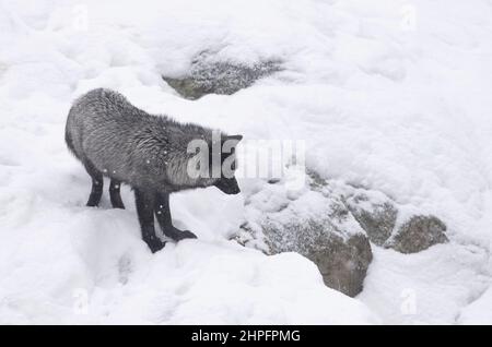 Silberfuchs (Vulpes vulpes) eine melanistische Form des Rotfuchs, der den Duft im Schnee aufgreift Stockfoto