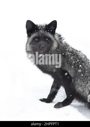 Silberfuchs (Vulpes vulpes) eine melanistische Form des Rotfuchs, der den Duft im Schnee aufgreift Stockfoto