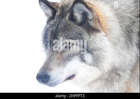 Holzwolf oder Grauwolf Canis lupus Portrait Nahaufnahme im Winterschnee in Kanada Stockfoto