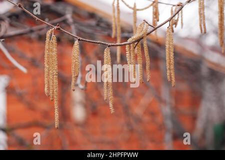 Nahaufnahme von Haselnussbaumbästen, die mit gelben Kätzchen bedeckt sind und im Garten mit verschwommenem Landhaus im Hintergrund wachsen. Fortpflanzungssaison für Stockfoto