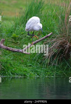 Ein sehr frühes Bild eines kleinen Reihern auf einem toten Ast über dem Wasser auf der Horn Mill Forellenfarm, Exton, Rutland England, Großbritannien Stockfoto