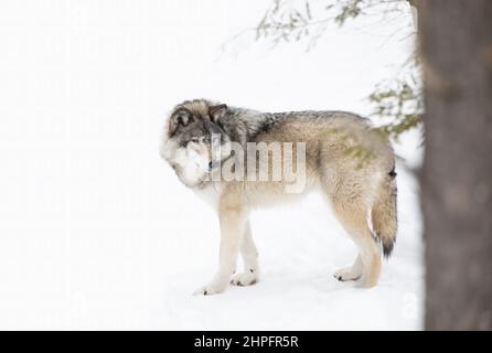 Ein einsamer Holzwolf oder Grauer Wolf Canis lupus, der in Kanada im Schnee steht Stockfoto