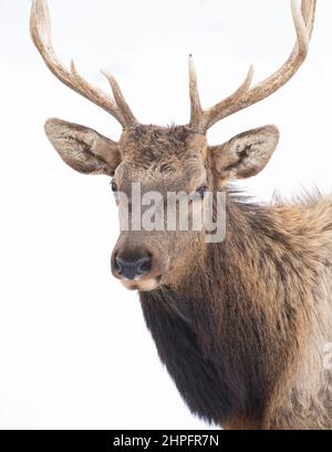 Bullenschweine mit großen Geweihen, isoliert vor weißem Hintergrund, die im Winterschnee Kanadas wandern Stockfoto