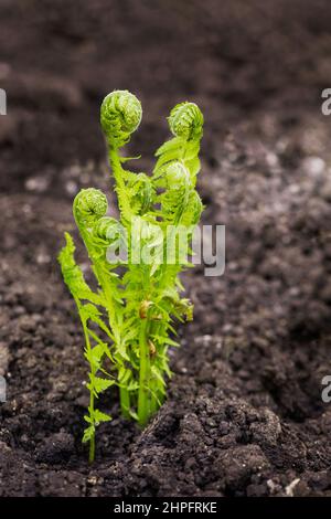 Junge grüne Triebe von Farnen, Polypodiophyta, auf Frühlingsboden. Pflanzen in der Natur. Frühjahrssaison des Pflanzenwachstums. Neues Leben. Grüne Locken. Selektiver Fokus. Stockfoto