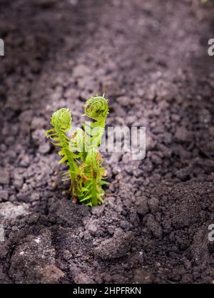 Kleine junge grüne Austriebe, Polypodiophyta, auf sonnenbeschienenen Frühlingsböden. Pflanzen in der Natur. Frühjahrssaison des Pflanzenwachstums. Neues Leben. Grüne Locken. Sele Stockfoto