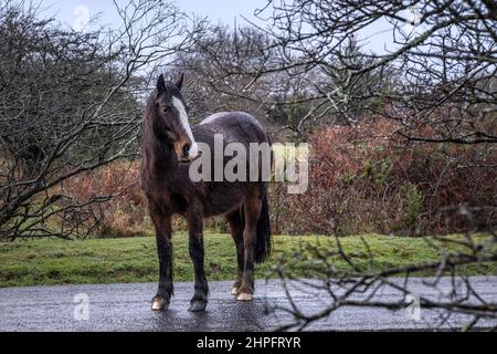 Ein sehr nasses Bodmin Pony, das auf einer Straße auf den wilden Goonzion Downs auf Bodmin Moor in Cornwall steht. Stockfoto