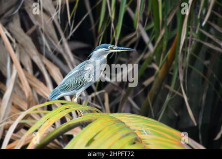 Gestreifte Reiher - Butorides striata, schöner kleiner Reiher aus asiatischen Marschen und frischen Gewässern, Sri Lanka. Stockfoto