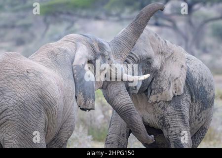 Afrikanischer Elefant (Loxodonta africana), der gemeinsam spielt und kämpft, Masek-See, Ngorongoro-Schutzgebiet, Tansania. Stockfoto