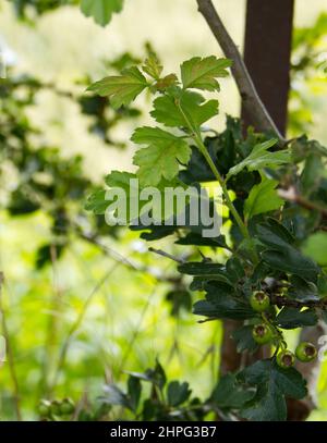 Weißdornblätter und unreife Hagebutten (Weißdornbeeren) im Süden der Niederlande im Juli. Lateinischer Name: Crataegus Stockfoto