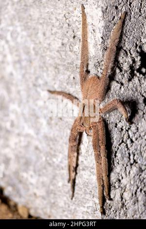 Bananenspinne in der Wand in einem Haus, Phoneutria. Giftige Spinne Stockfoto