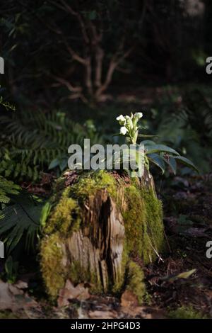 Hellebore blüht auf einem moosigen Baumstumpf im Bundesstaat Washington, USA. Stockfoto