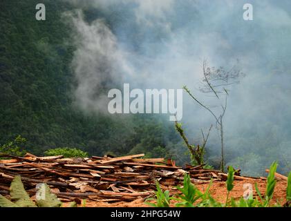 Eine Logging-Stelle im Regenwald. Ältere Laubbäume wurden gefällt und brennen. Kolumbien, Südamerika Stockfoto