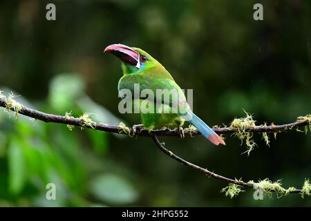 Unter dem Regen thronend auf einem Ast thronend, thront der purpurrote Tukanet (Aulacorhynchus Haematopygus). Valle Del Cauca, Kolumbien Stockfoto