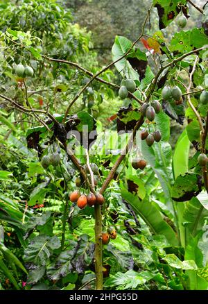 Tamarillo Baum mit Früchten, die in einem Garten wachsen. Valle del Cauca, Kolumbien Stockfoto