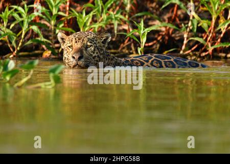 Jaguar (Panthera onca) beim Schwimmen im Fluss Cuiabá, Pantanal, Mato Grosso, Brasilien Stockfoto