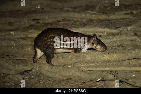 Tiefland paca (Cuniculus paca) sucht nachts nach Nahrung. Pantanal, Brasilien, Stockfoto