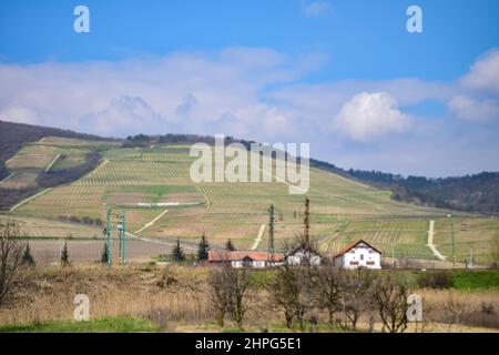 Ländliche Landschaft in der Umgebung von Tokaj, einer historischen Stadt in der Grafschaft Borsod-Abaúj-Zemplén, Nordungarn. Es ist das Zentrum des Tokaj-Heg Stockfoto