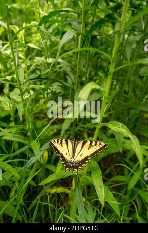 Kanadische Tiger Schwalbenschwanz Schmetterling (Papilio Canadensis) fliegen über dem Rasen Stockfoto