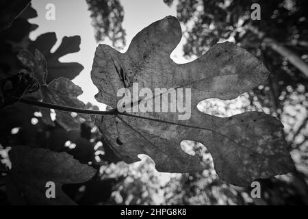 Feige Pflanzenblatt (Ficus sp) in schwarz-weiß, eine konzeptionelle Ansicht. Stockfoto