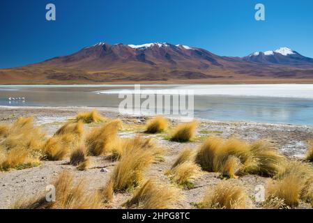 Laguna Hedionda ist einer von neun kleinen Salzseen im Andenaltiplan, Bolivien Stockfoto