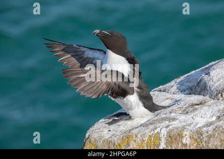 Razorbill, Alca torda, Erwachsene flattern Flügel und strecken Mai, Great Saltee, Co Wexford, Irland Stockfoto