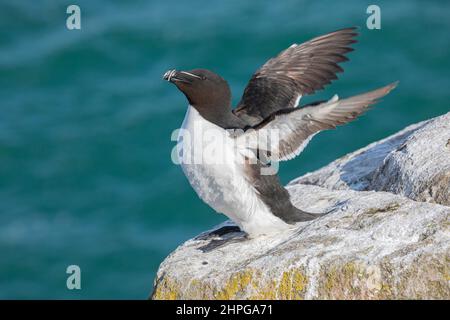 Razorbill, Alca torda, Erwachsene flattern Flügel und strecken Mai, Great Saltee, Co Wexford, Irland Stockfoto