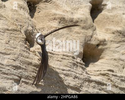 Sand Martin, Riparia riparia, ausgewachsener Vogel im Flug, der den Eingang des Nestbaus verlässt Norfolk, Mai Stockfoto