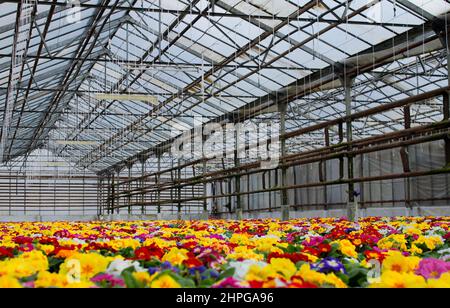 Viele bunte Primeln Blumen, auch bekannt als Kuhslip, in Blumentöpfen zum Verkauf. Stockfoto