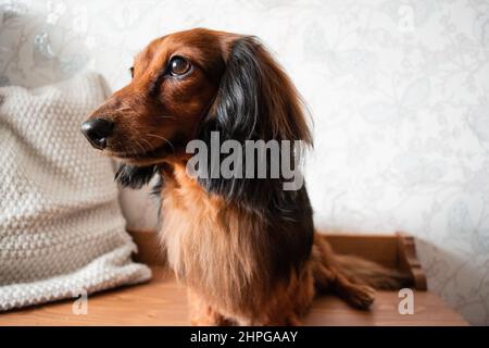 Profilportrait aus langhaarigen Dackel in roter und schwarzer Farbe, braunen Augen, entzückender schwarzer Nase. Stockfoto