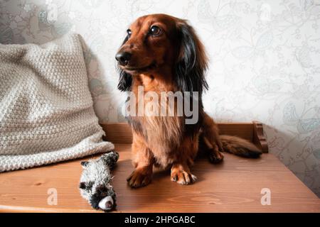 Ganzkörperportrait aus gepflegtem, langhaarigen Dackel in Rot und Schwarz, mit seinem Hundespielzeug. Stockfoto