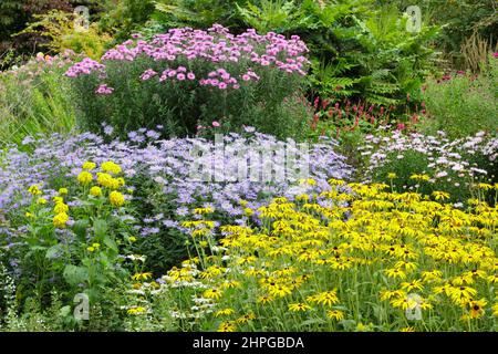 Die Aster und die Rudbeckien in der herbstlichen Grenze. Von vorne nach hinten: Rudbeckia 'Goldsturm', Aster 'Monch', Aster 'Harington's Pink', Mahonia 'Wintersonne'. Stockfoto
