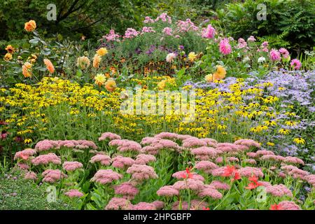 Abdriften von Aster frikartii 'Monch', Rudbeckia fulgida 'Goldsturm', sedum 'Autumn Joy' und Aster Andenken an alma potchske' im Frühherbstrand. VEREINIGTES KÖNIGREICH Stockfoto