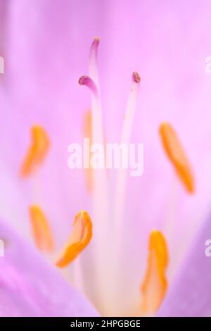 Colchicum 'Lilac Wonder' Herbstkrokus. Blumenzwiebel im Herbst. VEREINIGTES KÖNIGREICH Stockfoto
