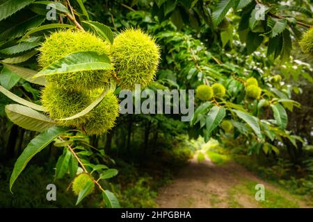 Kastanien verzweigt sich auf einem Weg, auf dem Kastanien am Ende des Sommers in ihren Igeln reifen Stockfoto