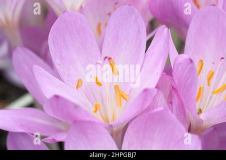 Colchicum 'Lilac Wonder' Herbstkrokus. Blumenzwiebel im Herbst. VEREINIGTES KÖNIGREICH Stockfoto
