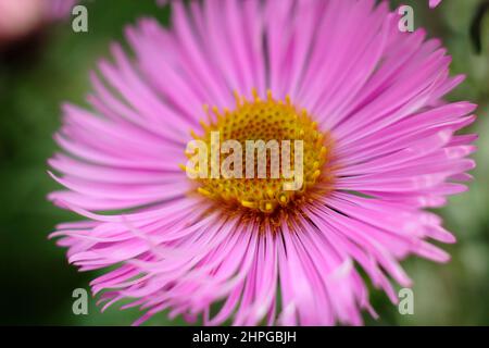 Symphyotrichum novae-angliae 'Barr's Pink' New England Aster blüht im Frühherbst. VEREINIGTES KÖNIGREICH Stockfoto