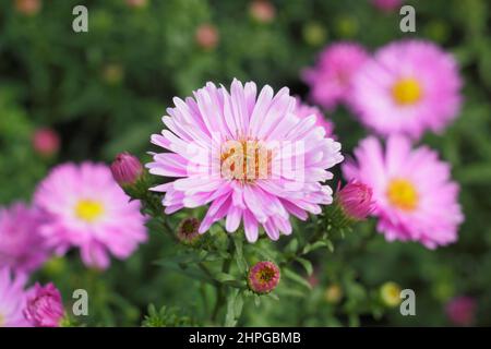 Aster novi-belgii „Little Pink Beauty“. Symphyotrichum novi-belgii 'Little Pink Beauty' New Yorker Aster, gemeinhin Michaelmas Daisy genannt. VEREINIGTES KÖNIGREICH Stockfoto