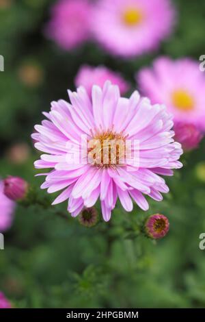 Aster novi-belgii „Little Pink Beauty“. Symphyotrichum novi-belgii 'Little Pink Beauty' New Yorker Aster, gemeinhin Michaelmas Daisy genannt. VEREINIGTES KÖNIGREICH Stockfoto