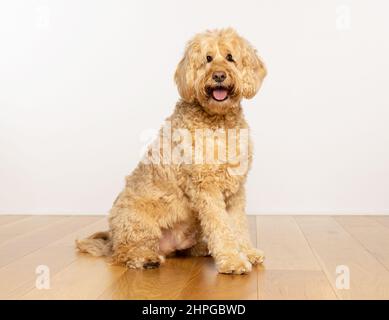 Goldendoodle Hund sitzt auf einem Holzboden mit einem glücklichen und guten Ausdruck Blick auf die Kamera. VEREINIGTES KÖNIGREICH Stockfoto